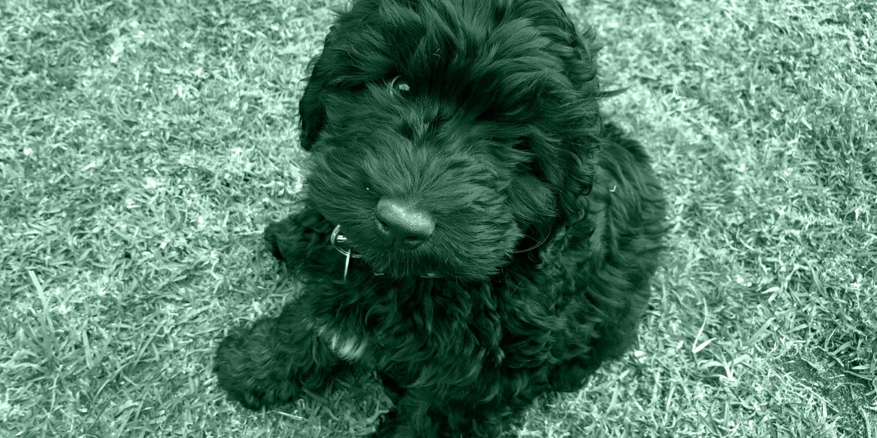 Bear as a puppy